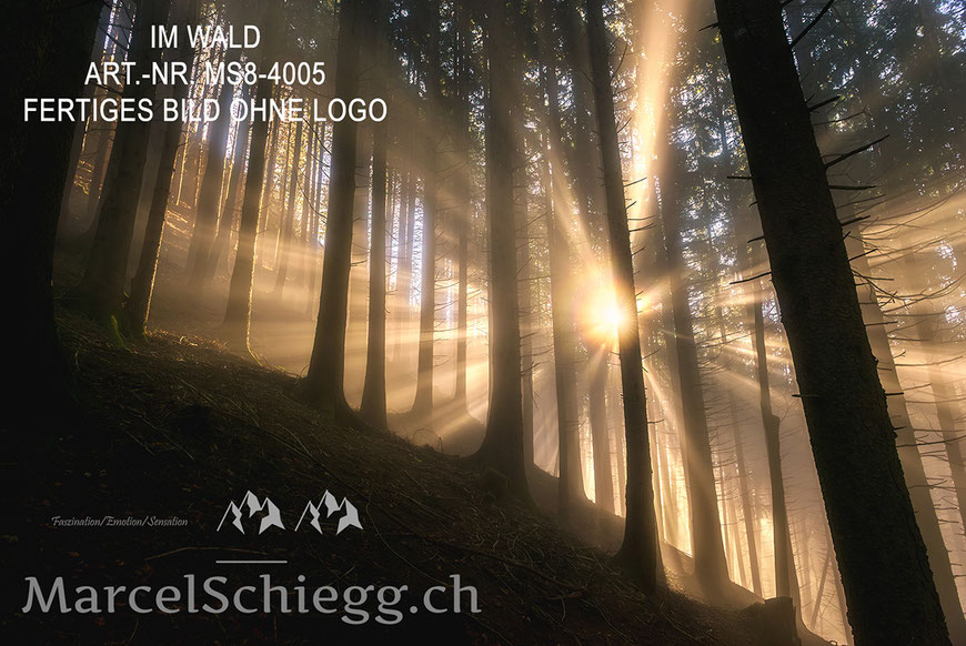 Mystischer Wald, Natur, Wald, Alpstein, Marcel Schiegg Fotografie