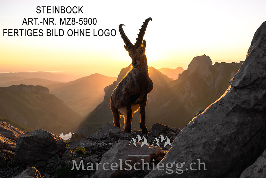 Steinbock, Steinböcke, Alpensteinbock, Marcel Schiegg Fotografie, Alpstein