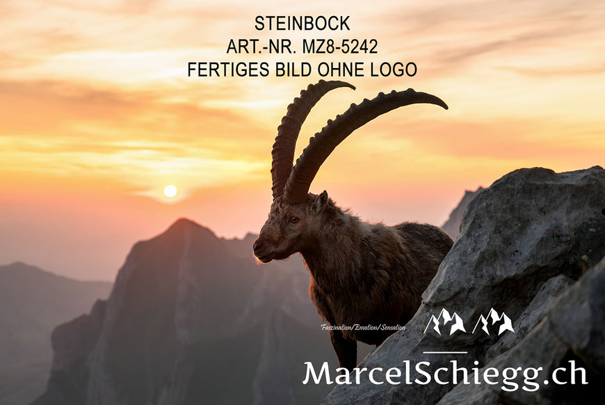 Steinbock, Steinböcke, Steinbock bei Sonnenaufgang