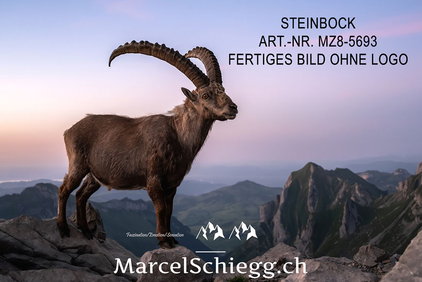 Steinbock, Steinböcke, Alpensteinbock, Marcel Schiegg