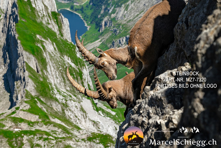 Steinbock, Steinböcke, Alpensteinbock, Marcel Schiegg