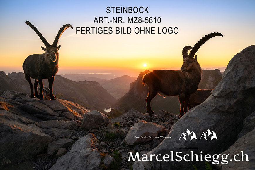 Steinbock, Steinböcke, Alpstein, Rotsteinpass, Seealpsee, Marcel Schiegg Fotografie