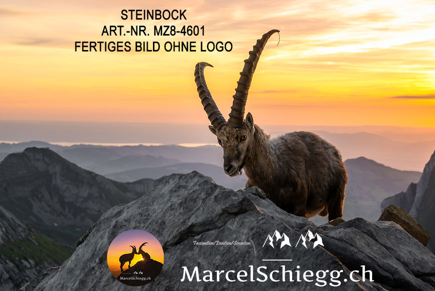 Steinbock, Steinböcke, Alpensteinbock, Marcel Schiegg