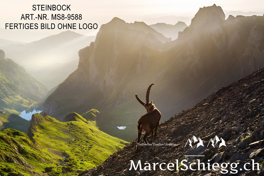 Steinbock, Steinböcke, Alpensteinbock, Marcel Schiegg
