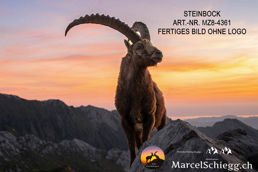 Steinbock, Steinböcke, Alpensteinbock, Steinbock Bilder, Schweizer Alpen, Alpstein Bilder