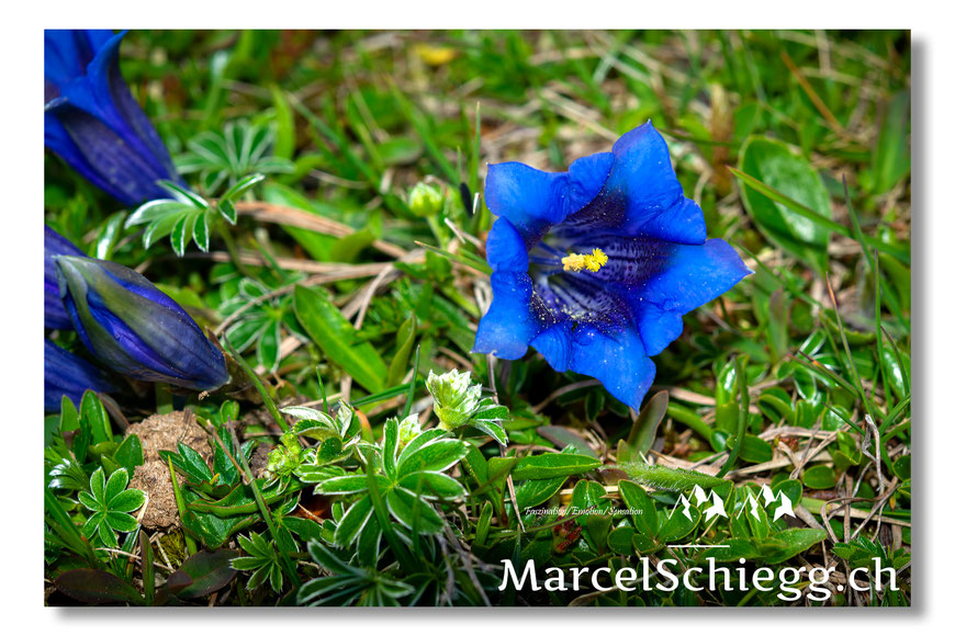 Alpenblumen, Alpenflora, Enzian, Grossblütiger Enzian, Bergenzian, Alpstein