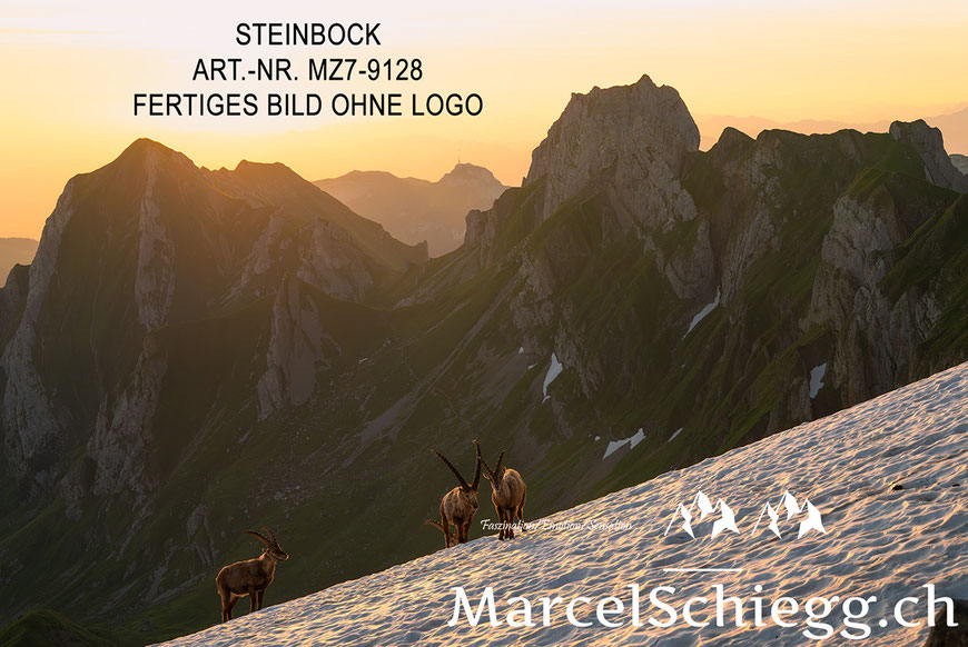 Steinböcke, Alpensteinbock, Marcel Schiegg Fotografie, Alpstein