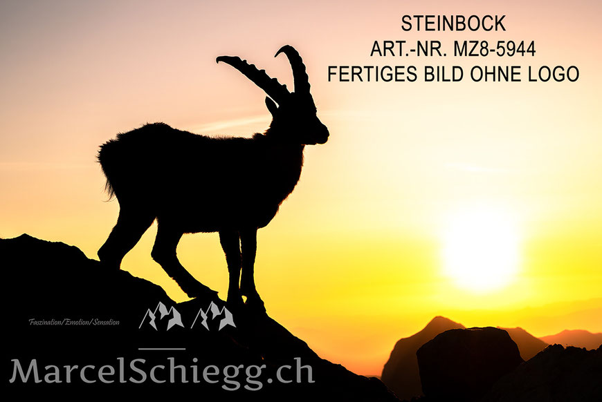 Steinbock, Steinböcke, Alpensteinbock, Marcel Schiegg Fotografie, Alpstein