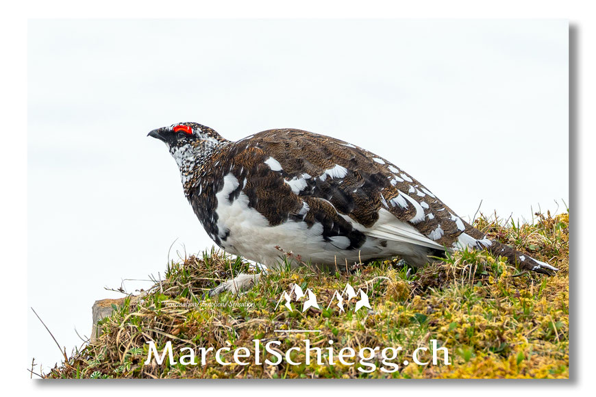 Marcel Schiegg, Marcel Schiegg Fotografie, Alpenschneehuhn, Wildtiere, Alpstein
