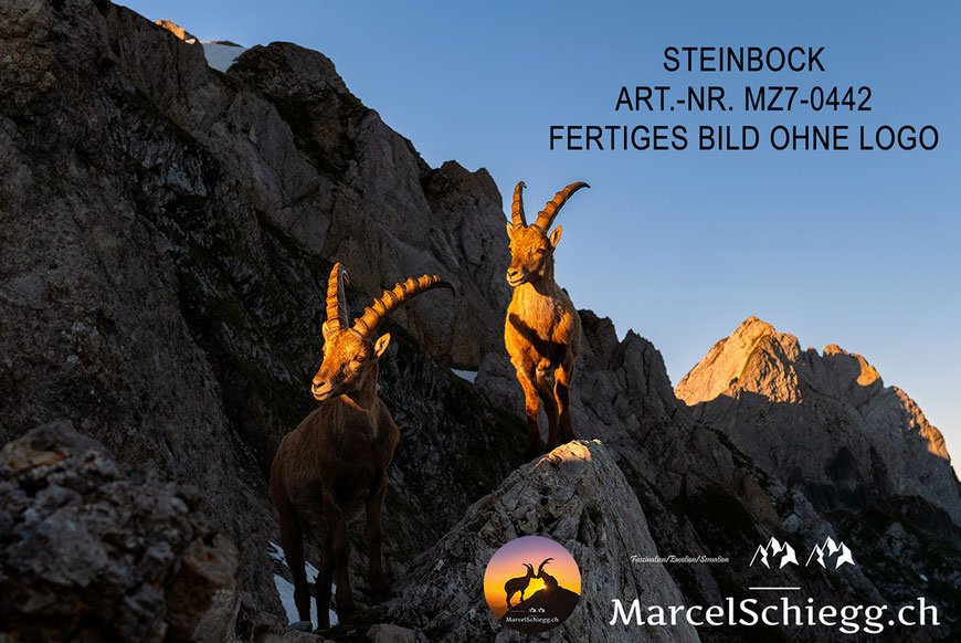Steinbock, Steinböcke, Alpensteinbock, Marcel Schiegg