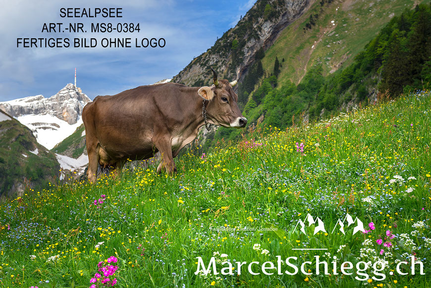 Marcel Schiegg Fotografie, Hornkuh, Braunvieh