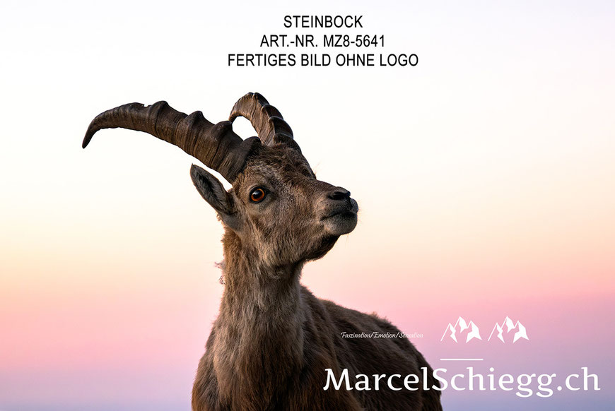 Steinbock, Steinböcke, Wandbild, Marcel Schiegg Fotografie