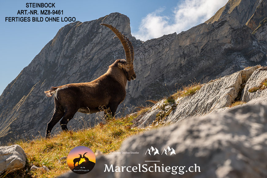 Steinbock, Steinböcke, Alpensteinbock, Leinwandbild Steinböcke