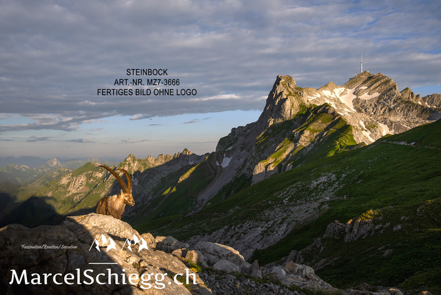 Marcel Schiegg, Fotografie, Steinbock, Steinböcke, Wildtiere, Wildlife, Berggasthaus Rotsteinpass, Alpstein, Appenzell, Schweiz, Rotsteinpass, Säntis, Berggasthaus Alter Säntis