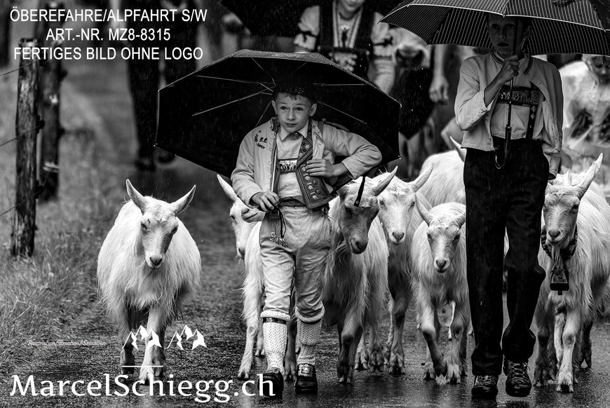 Marcel Schiegg, Öberefahre, Appenzellerland, Alpfahrt schwarz-weiss
