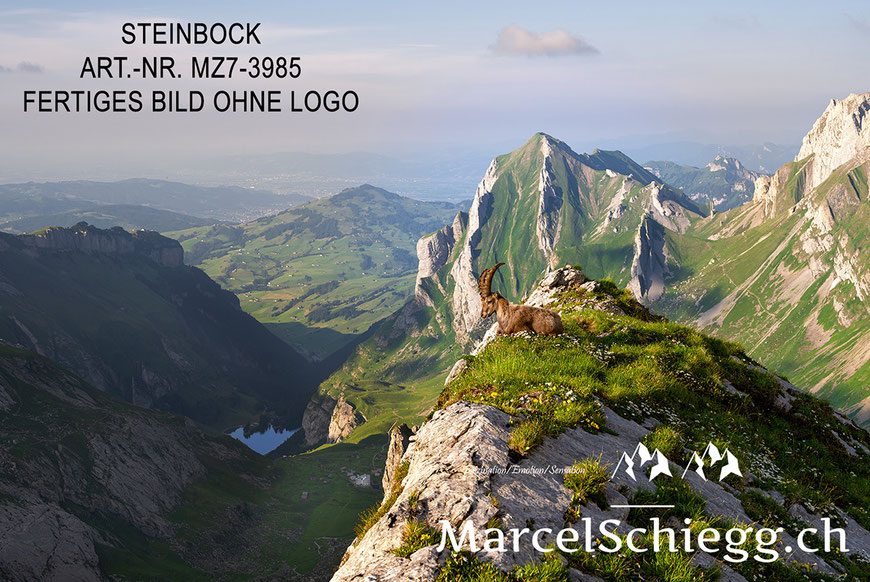 Marcel Schiegg, Fotografie, Steinbock, Steinböcke, Marcel Schiegg Fotografie, Meglisalp, Alpstein, Alpensteinbock, Hoher Kasten, Seealpsee