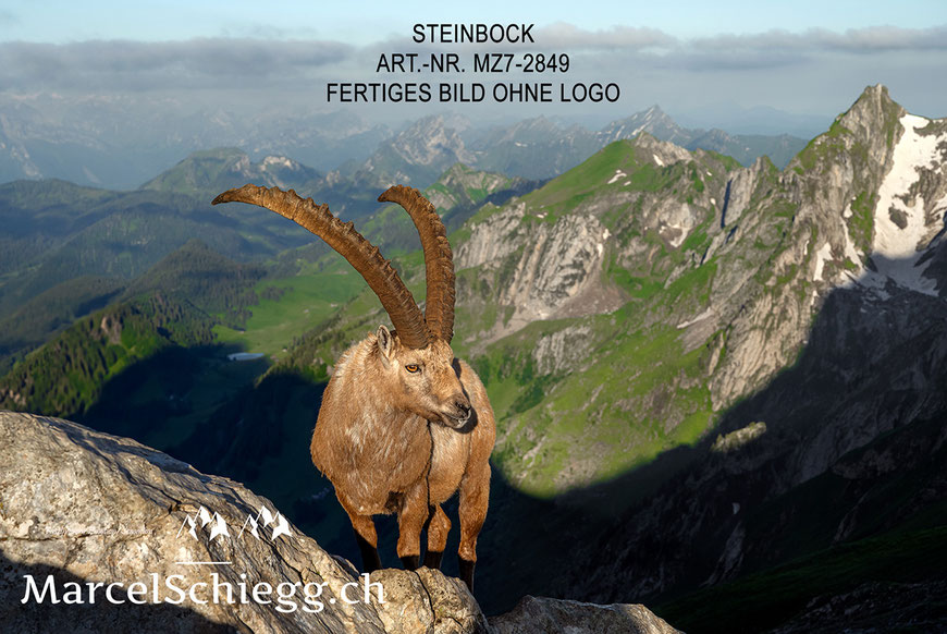 Poster, Steinbock, Poster Steinbock, Marcel Schiegg