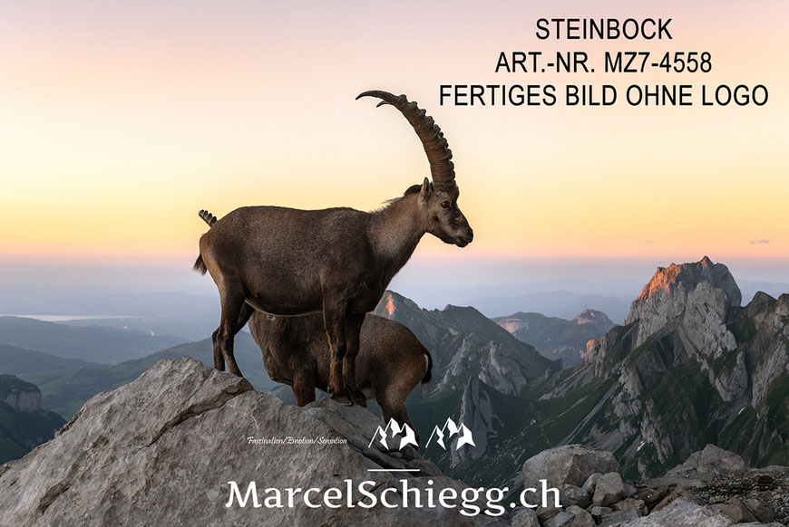 Steinbock, Steinböcke, Alpensteinbock, Alpstein, Bouquetin