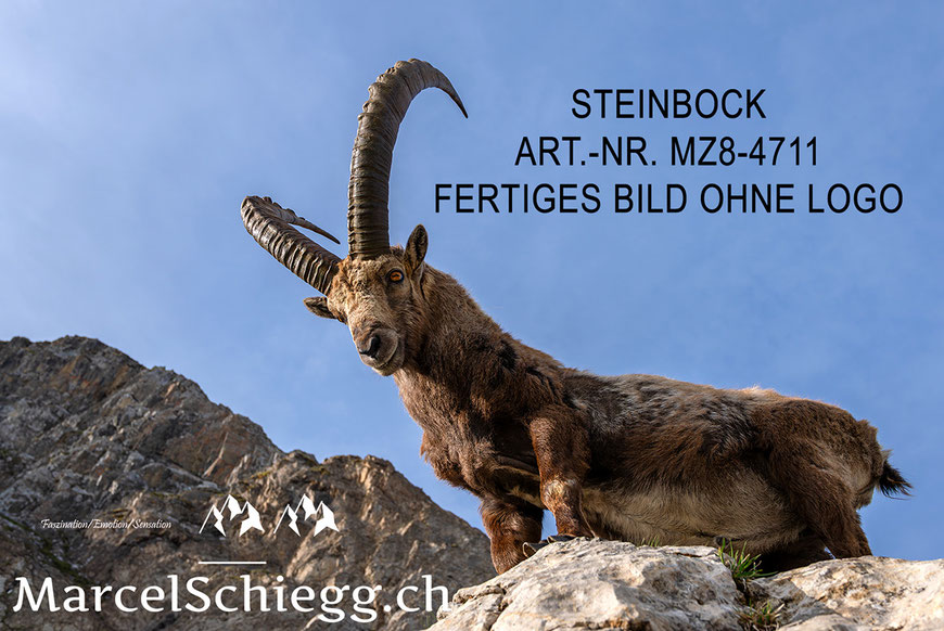 Steinbock, Steinböcke, Alpensteinbock, Alpstein