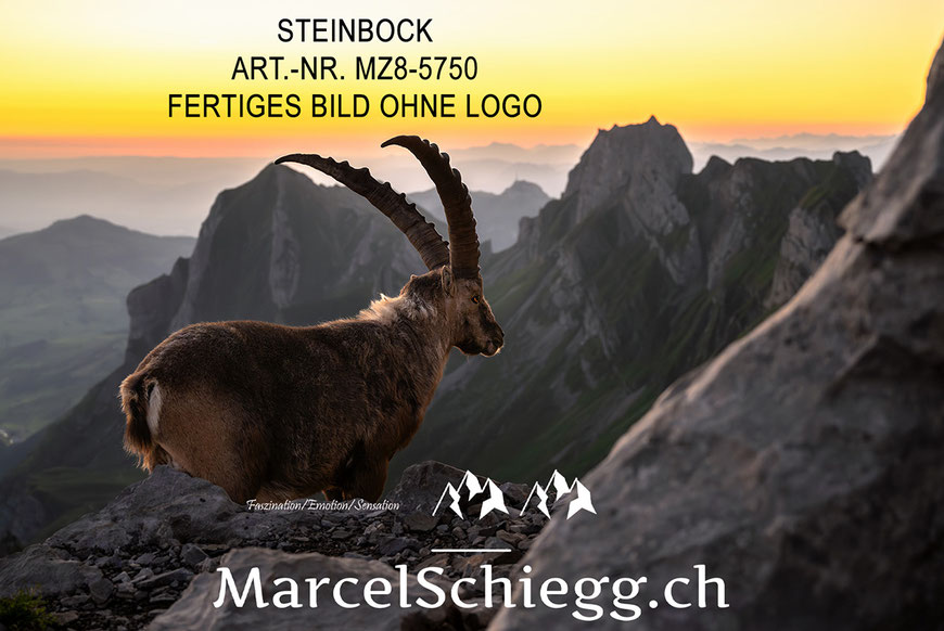 Steinbock, Steinböcke, Alpensteinbock, Marcel Schiegg
