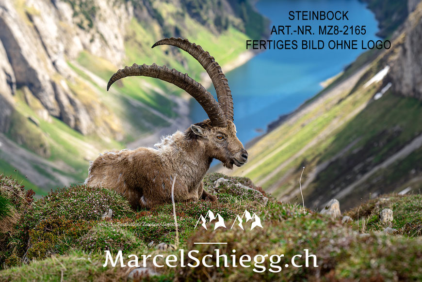 Marcel Schiegg, Fotografie, Steinbock, Steinböcke, Wandbild, Leinwandbild, Alu Dibond, Fine Art, Marcel Schiegg Fotografie