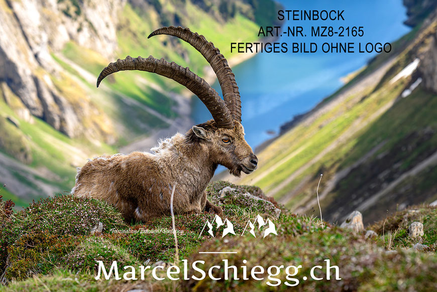 Marcel Schiegg, Fotografie, Steinbock, Steinböcke, Wandbild, Leinwandbild, Alu Dibond, Fine Art, Marcel Schiegg Fotografie
