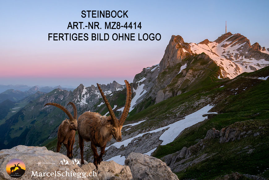 Steinbock, Steinböcke, Steinbock bei Sonnenaufgang, Leinwandbild Steinbock, Bilder Säntis