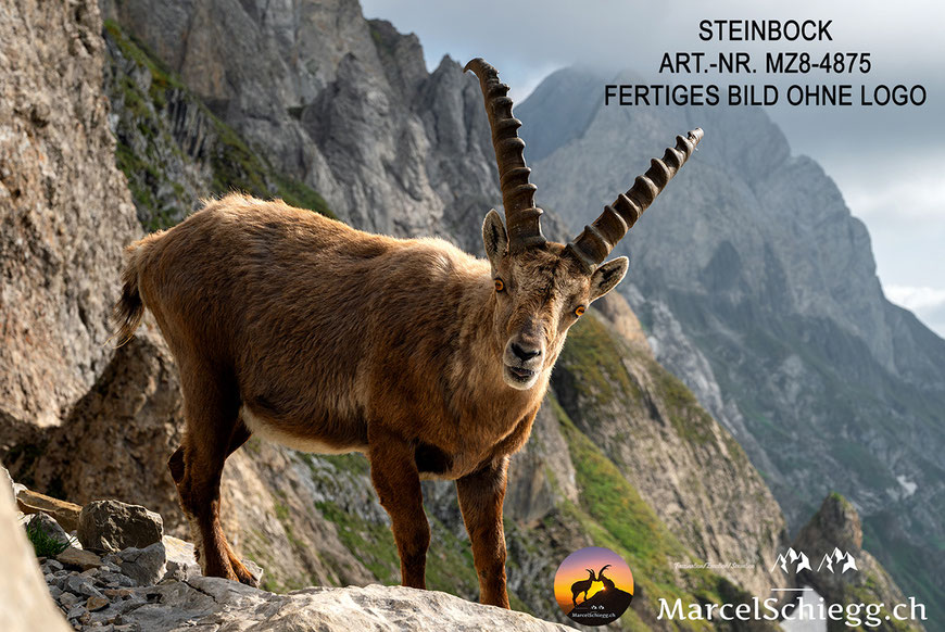 Steinbock, Steinböcke, Alpensteinbock, Steinbock Bilder, Schweizer Alpen, Alpstein Bilder
