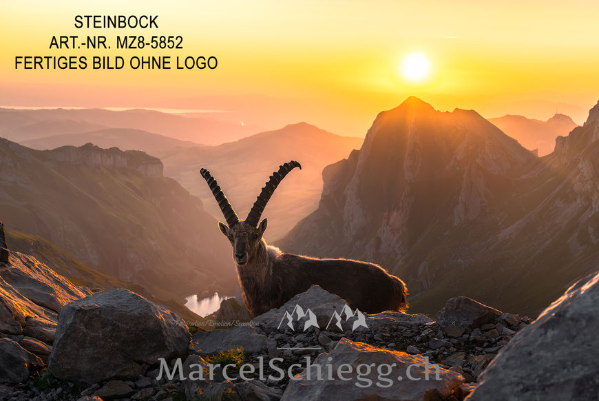Marcel Schiegg, Fotografie, Steinbock, Steinböcke, Sonnenaufgang, Wandbild, Leinwandbild, Alu Dibond, Fine Art, Marcel Schiegg Fotografie