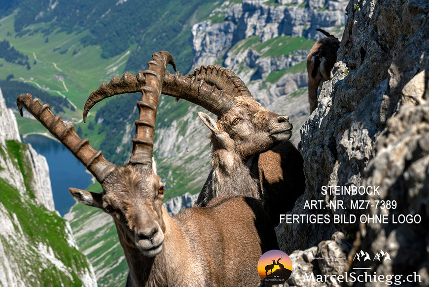 Steinbock, Steinböcke, Alpensteinbock, Marcel Schiegg