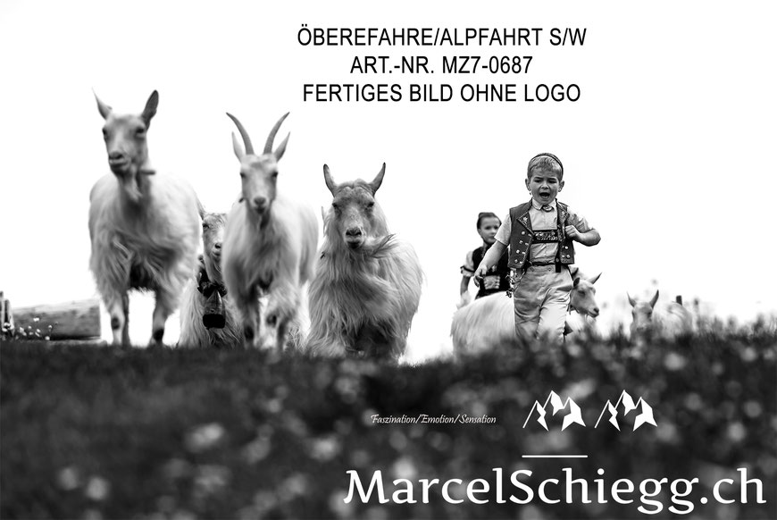 Marcel Schiegg, Öberefahre, Appenzellerland, Alpfahrt schwarz-weiss