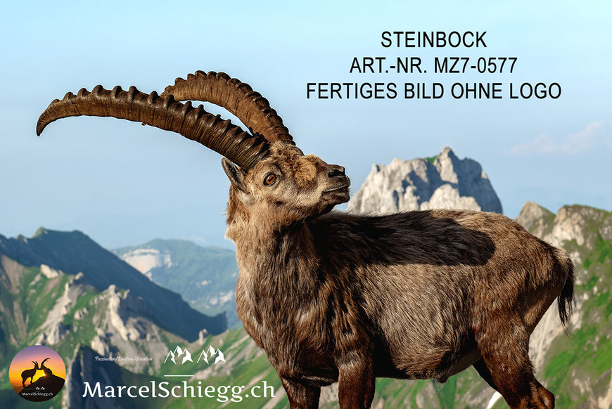 Steinbock, Steinböcke, Steinbock König der Berge