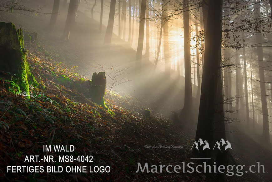 Mystischer Wald, Natur, Wald, Marcel Schiegg Fotografie