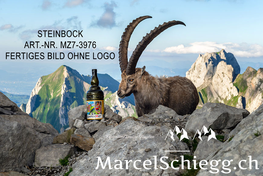 Steinbock, Steinböcke, Alpensteinbock, Marcel Schiegg Fotografie, Alpstein