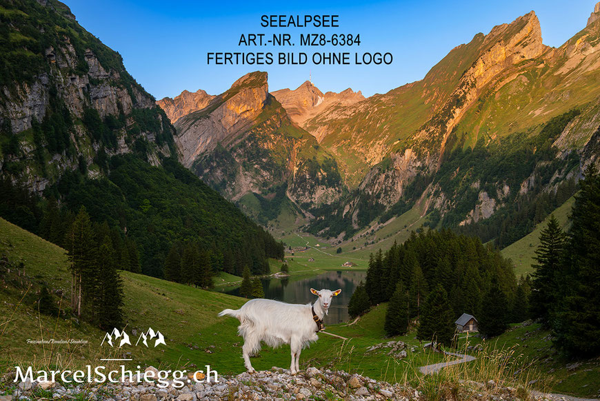 Seealpsee, Ziege, Alpstein