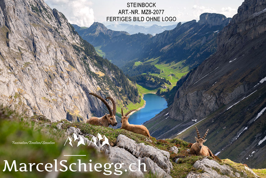Steinbock, Steinböcke, Alpensteinbock, Alpstein