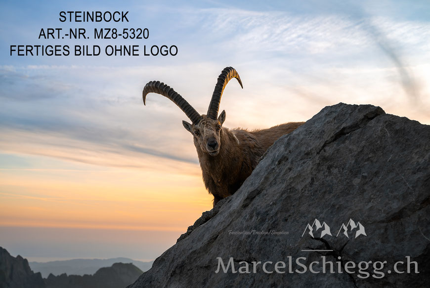 Marcel Schiegg, Fotografie, Steinbock, Steinböcke, Alpstein, Marcel Schiegg Fotografie, Appenzell, Weissbad