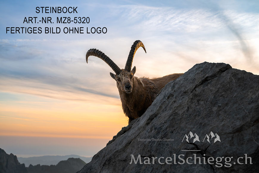 Steinbock, Steinböcke, Alpstein, Marcel Schiegg Fotografie