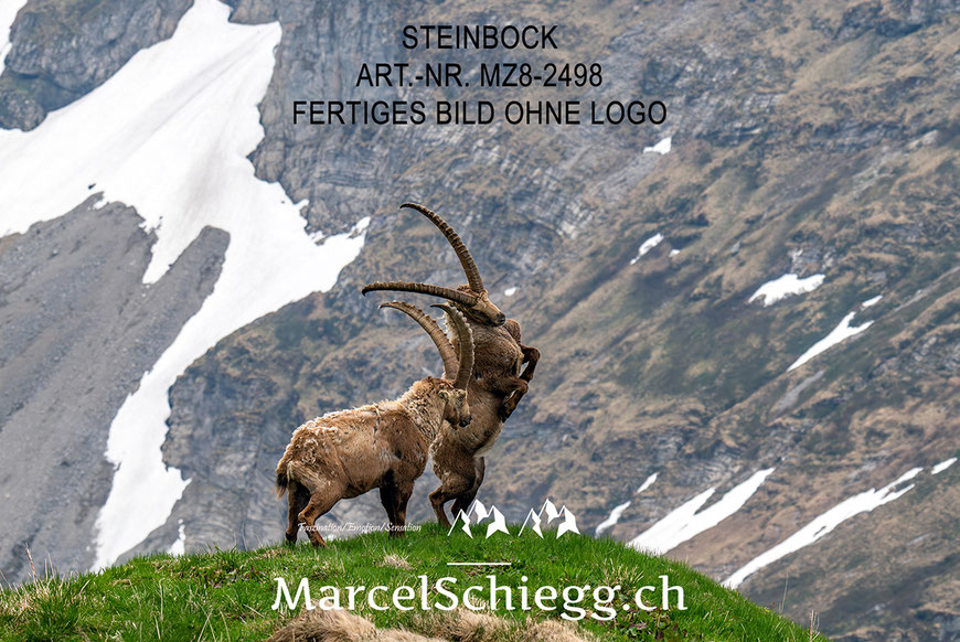 Steinbock, Steinböcke, Wandbild, Marcel Schiegg Fotografie