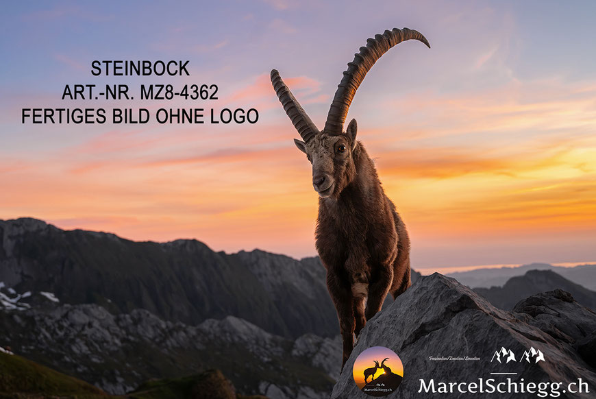 Steinbock, Steinböcke, Alpensteinbock, Steinbock Bilder, Schweizer Alpen, Alpstein Bilder