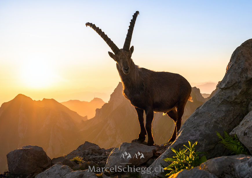 Marcel Schiegg, Fotografie, Kartenverlag, Postkarten, Grusskarten, Schweiz, Steinbock