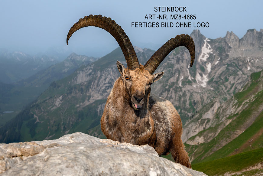 Poster, Steinbock, Poster Steinbock, Marcel Schiegg