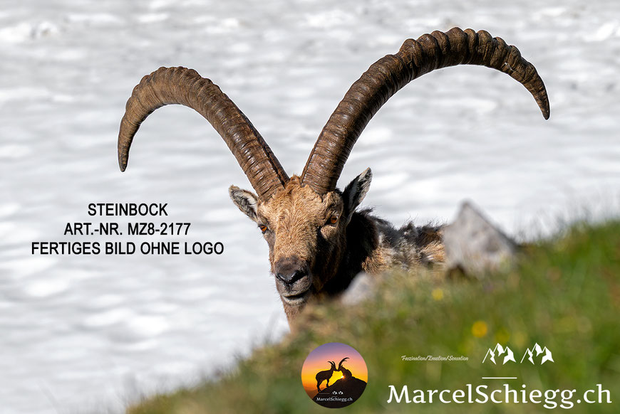 Steinbock, Steinböcke, Alpensteinbock, Leinwandbild Steinböcke