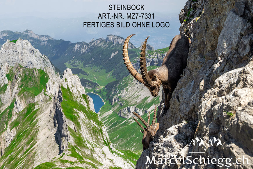 Marcel Schiegg, Steinbock, Steinböcke, Alpensteinbock