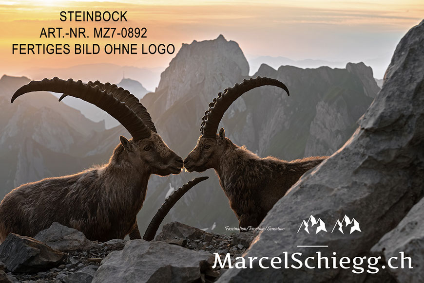 Steinbock, Steinböcke, Alpensteinbock, Marcel Schiegg Fotografie