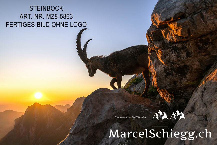 Marcel Schiegg, Fotografie, Alpstein, Steinbock, Steinböcke, Rotsteinpass, Wandbild, Leinwandbild, Marcel Schiegg Fotografie