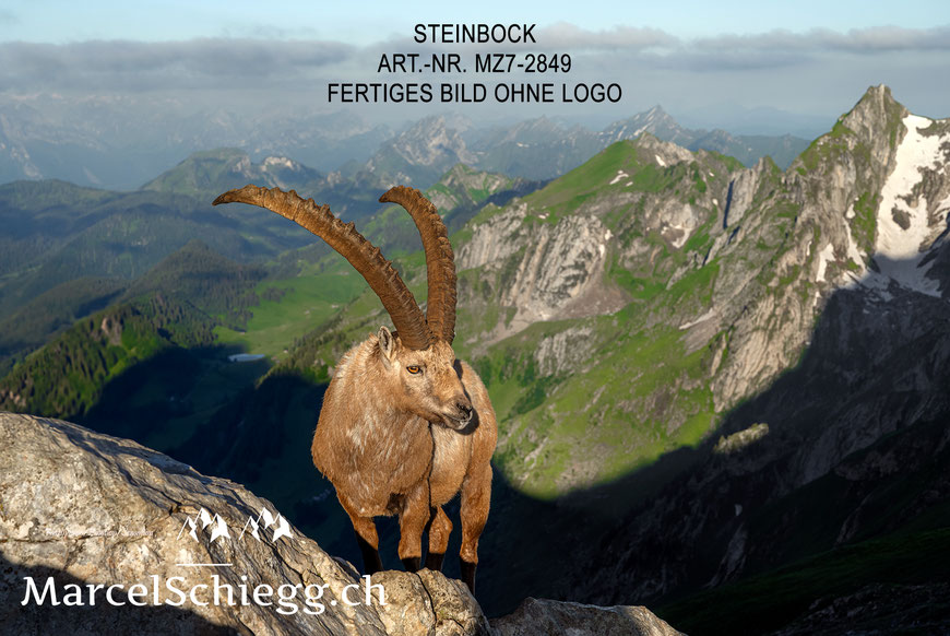 Marcel Schiegg, Fotografie, Steinbock, Steinböcke, Wandbild, Leinwandbild, Alu Dibond, Fine Art, Marcel Schiegg Fotografie