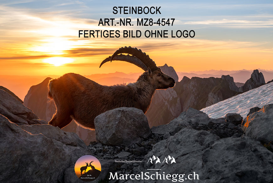 Steinbock, Steinböcke, Alpensteinbock, Marcel Schiegg, Wandbild Steinböcke