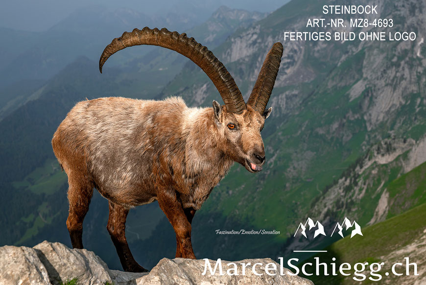 Steinbock, Steinböcke, Alpensteinbock, Marcel Schiegg