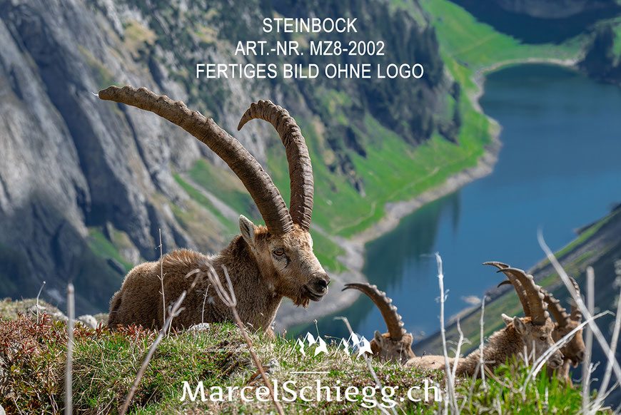 Steinbock, Steinböcke, Alpensteinbock, Fählensee, Marcel Schiegg